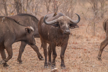 Fototapeta premium African Buffalo in the savanna, South Africa