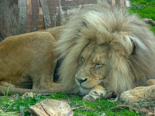 Obraz premium Lion the king of animals is resting