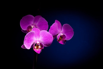 Purple orchid on a dark beautiful background.