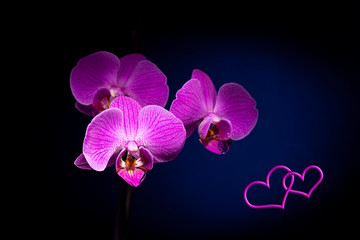 Purple orchid on a dark beautiful background. Valentine's Day Card. Two hearts