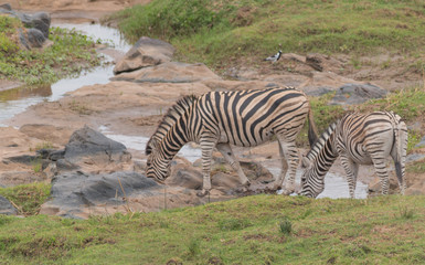 Obraz na płótnie Canvas Burchells Zebra in the meadow, Kruger national park, South Africa