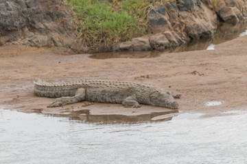Crocodile at the shore, South Africa