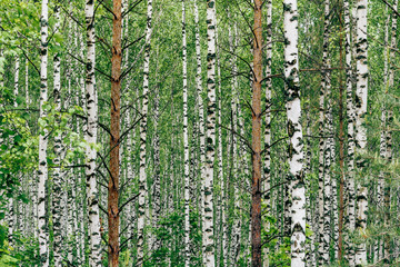 Two pine trees in birch grove