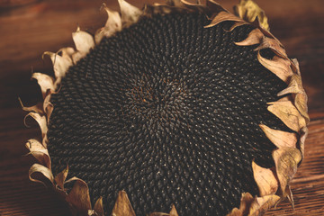Dried sunflower head
