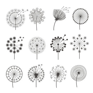 Dandelion icon. Botanical pictures flowers silhouettes herbal black pictures vector illustrations. Set of dandelion silhouette, flower summer