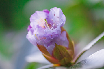 Rhododendron flowers at a green background in a close-up view
