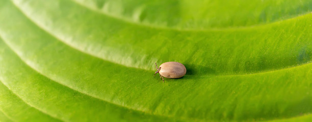 the tick of a dog lies on a green leaf