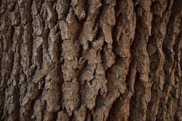 Old tree bark