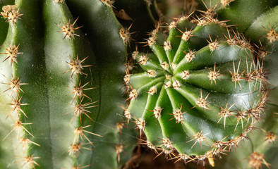 Green cactus with small needles, texture. Concept freshness