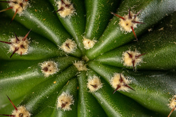 Green cactus with small needles, texture. Concept freshness