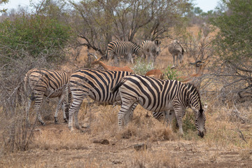 Fototapeta na wymiar Burchells Zebra, Kruger national park, South Africa