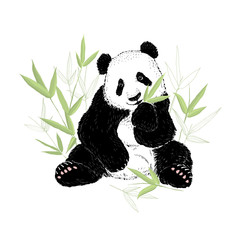Fototapety  Słodki Miś panda jedzenie liści bambusa. Ilustracja wektorowa na białym tle.