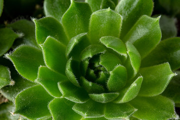 Echeviera Green leaves texture background macro Green plant in the garden close up Relax concept