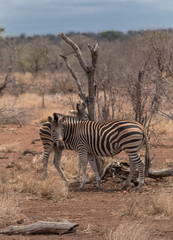 Obraz premium Burchells Zebra, Kruger national park, South Africa