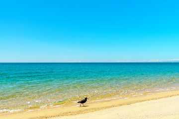Fototapeta na wymiar oystercatcher on a beach, abel tasman national park, new zealand 9