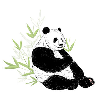 Cute panda bear eating bamboo leaves. Vector illustration isolated on white.
