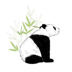 Cute panda bear sitting in bamboo leaves. Vector illustration isolated on white. © AngellozOlga