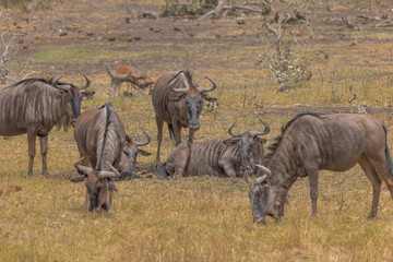 Obraz na płótnie Canvas Blue Wildebeest in the grassland, Kruger national park, South africa