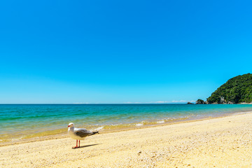 Fototapeta na wymiar seagull on a beach, abel tasman national park, new zealand 1