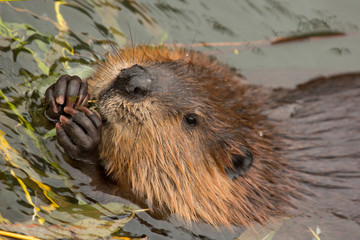 Eurasian beaver (Castor fiber) . - obrazy, fototapety, plakaty