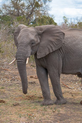 Obraz na płótnie Canvas Elephant in the Kruger national park, South Africa