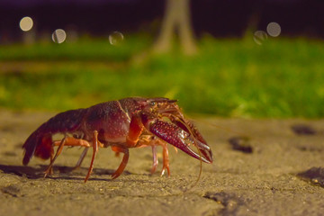 Langosta caminando tranquilamente por el adoquin aledaño a un gran lago en horas de la noche