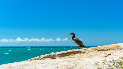 cormorants on a cliff, abel tasman national park, new zealand 5