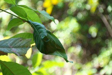 Siem Reap,Cambodia-January 9, 2019: A nest of weaver ants or green ants or tailor ants in Cambodia
