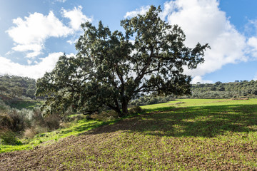 Trekking route in Casabermeja, Malaga, Andalucia