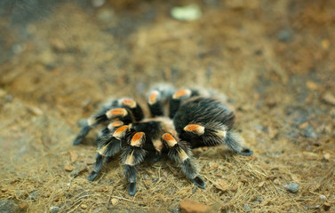 View of a Red Knee Tarantula