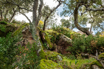 Fototapeta na wymiar Trekking route in Casabermeja, Malaga, Andalucia