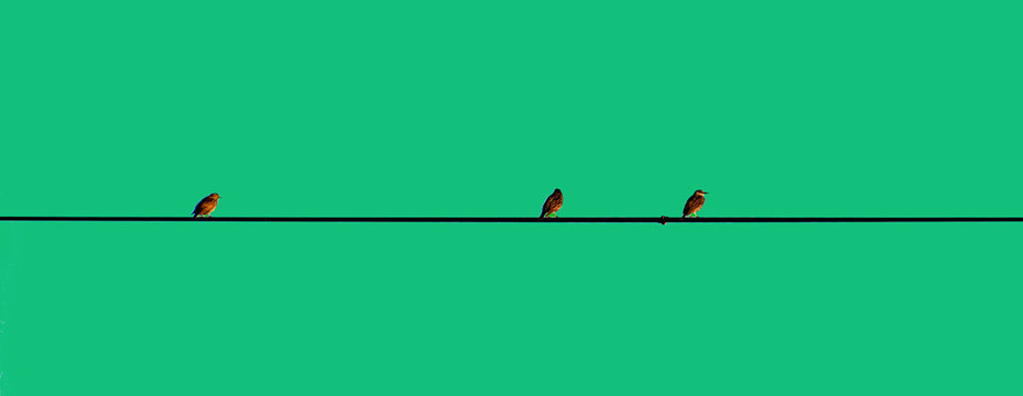 Three Little Birds On The Wire