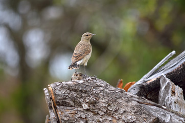 Northern wheatear - Oenanthe oenanthe. Young wheatear in natural habitat. Fauna of Ukraine.