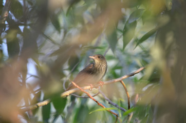 River warbler - Locustella fluviatilis. River warbler sitting on a branch. Fauna of Ukraine.