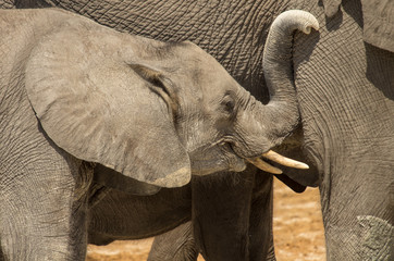 Young Elephant With Mother Close Up