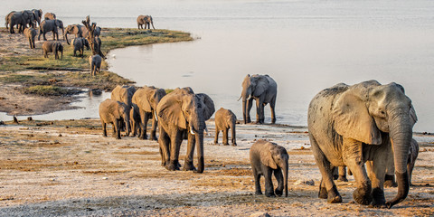 Elephants Waking at Dusk