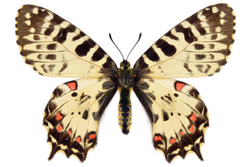 Eastern Festoon (Allancastria cerisyi ferdinandi, female), yellow black butterfly from Greece isolated on white background