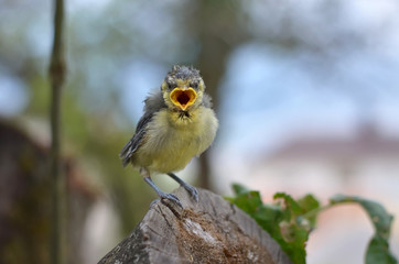 Eurasian blue tit - Cyanistes caeruleus. Little nestling blue tit fell out of nest. Fauna of Ukraine. Shallow depth of field, closeup.