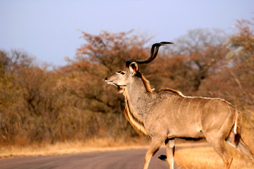 Kudu crossing road