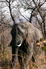 Elephant from front