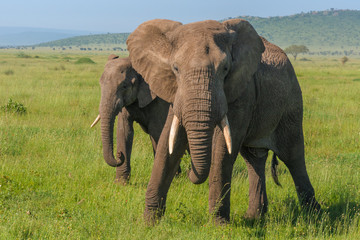 Fototapeta na wymiar Mother elephant protecting her baby