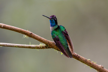 magnificent hummingbird, Eugenes fulgens, Coata Rica