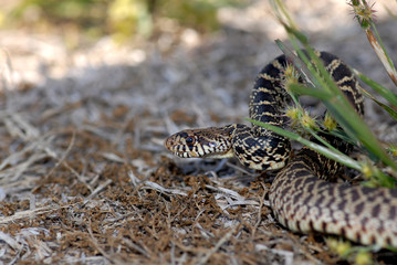 Pituophis catenifer sayi