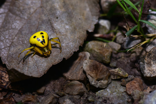 Misumenoides formosipes