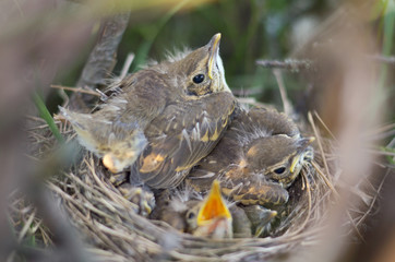 Fledglings of a song thrush (Turdus philomelos) in their natural habitat. Fauna of Ukraine. Shallow depth of field, closeup.