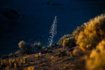 Teide dry bugloss Latin name Echium auberianum flowers.