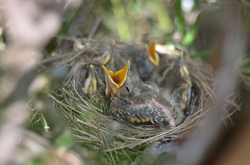 Baby bird of a Song Thrush (Turdus Philomelos) asking for food. Fauna of Ukraine. Shallow depth of field, closeup.