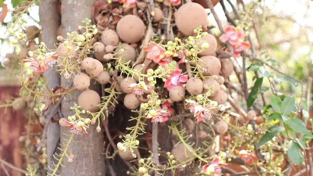 Sal tree and Sala flower focus on Sal flowers And blurred