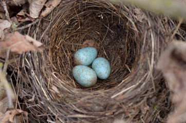 The nest of Eurasian blackbird - Turdus merula. Three turquoise speckled eggs in a common blackbird's nest in their natural habitat. Fauna of Ukraine. Shallow depth of field, closeup.