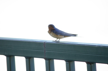 Barn Swallow on a Railing